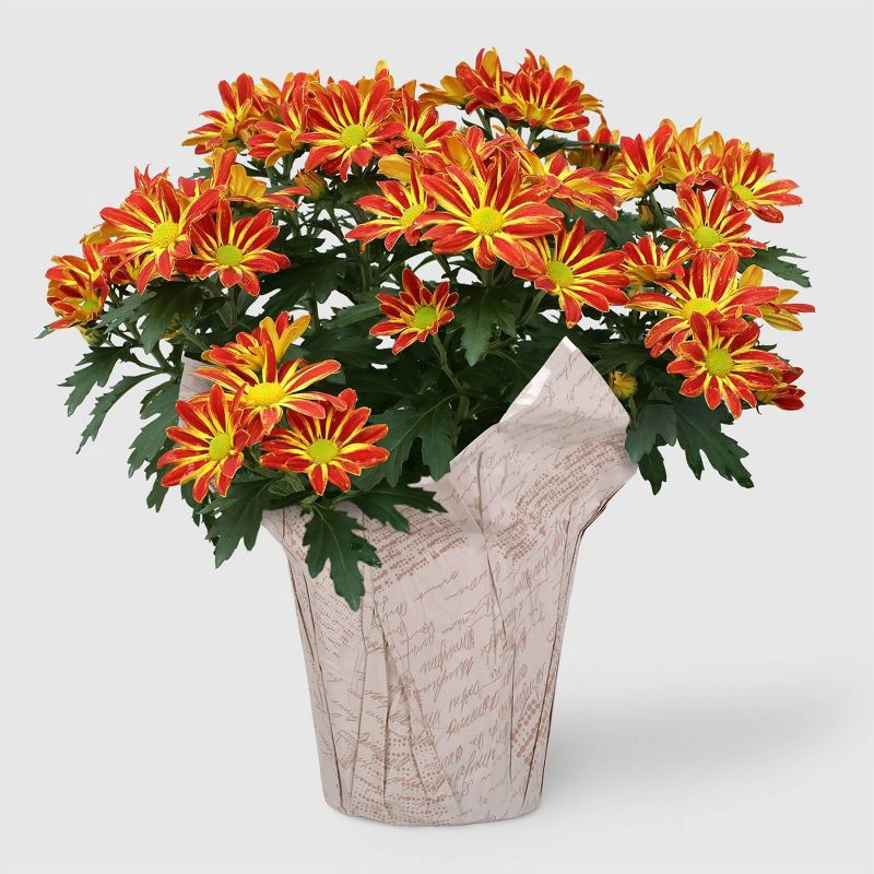 slide 1 of 6, Live 6" Bi-Color Mum - Good Little Garden™, 1 ct