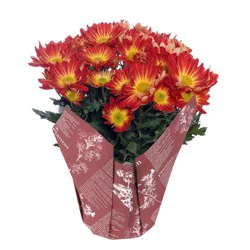 Live 6" Bi-Color Mum - Good Little Garden™