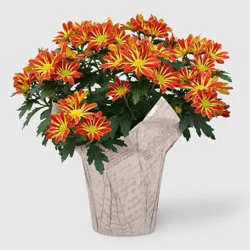 Live 6" Bi-Color Mum - Good Little Garden™