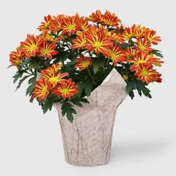 Live 6" Bi-Color Mum - Good Little Garden™