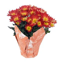 Live 6" Pelee Mum Dark Brown Cover - Good Little Garden™