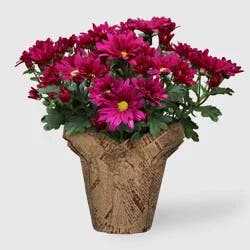 Live 6" Assorted Garden Mum - Good Little Garden™