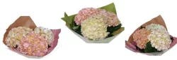 Jolo Farms Vintage/Splattered Hydrangea Combo