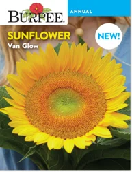 Burpee Sunflower Van Glow