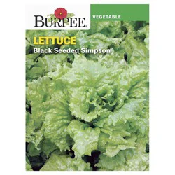 Burpee Lettuce Leaf, Black Seeded Simpson