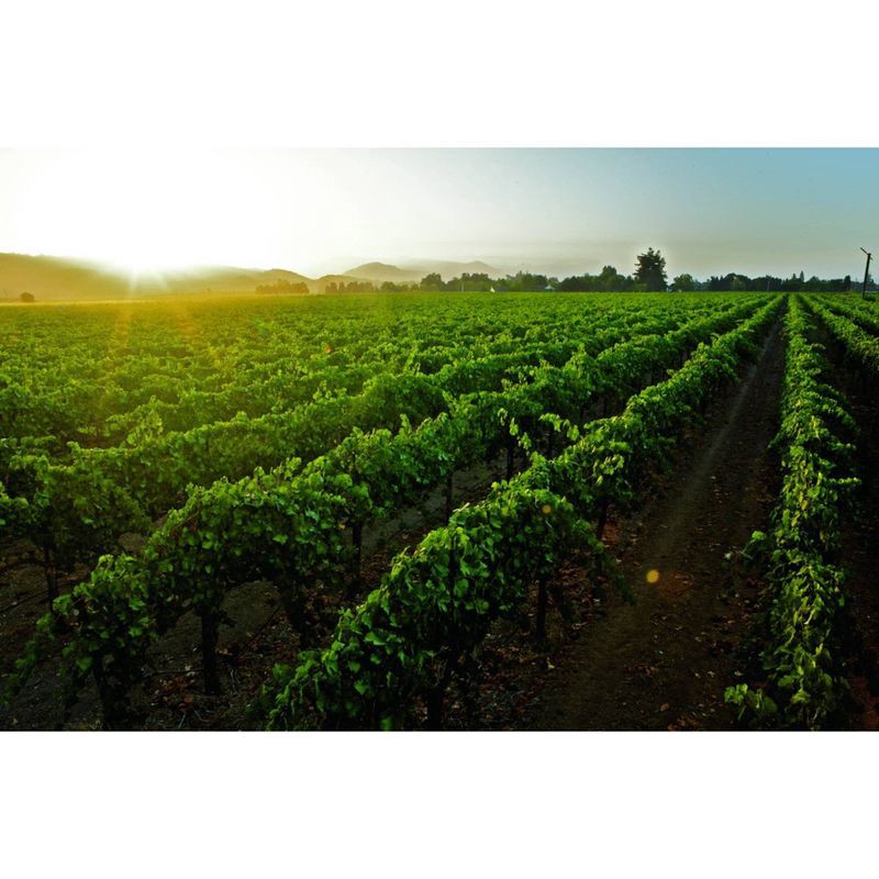 slide 2 of 5, Andre Pineapple Mimosa Cocktail - 750ml Bottle, 750 ml