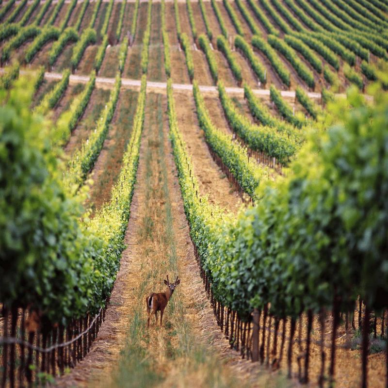 slide 5 of 5, Andre Pineapple Mimosa Cocktail - 750ml Bottle, 750 ml