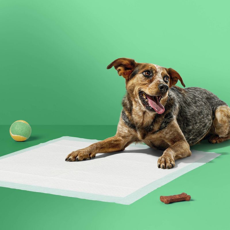 slide 2 of 6, Puppy and Adult Dog Scented Training Pads - L - Forest Scent - 50ct - up&up™, 50 ct