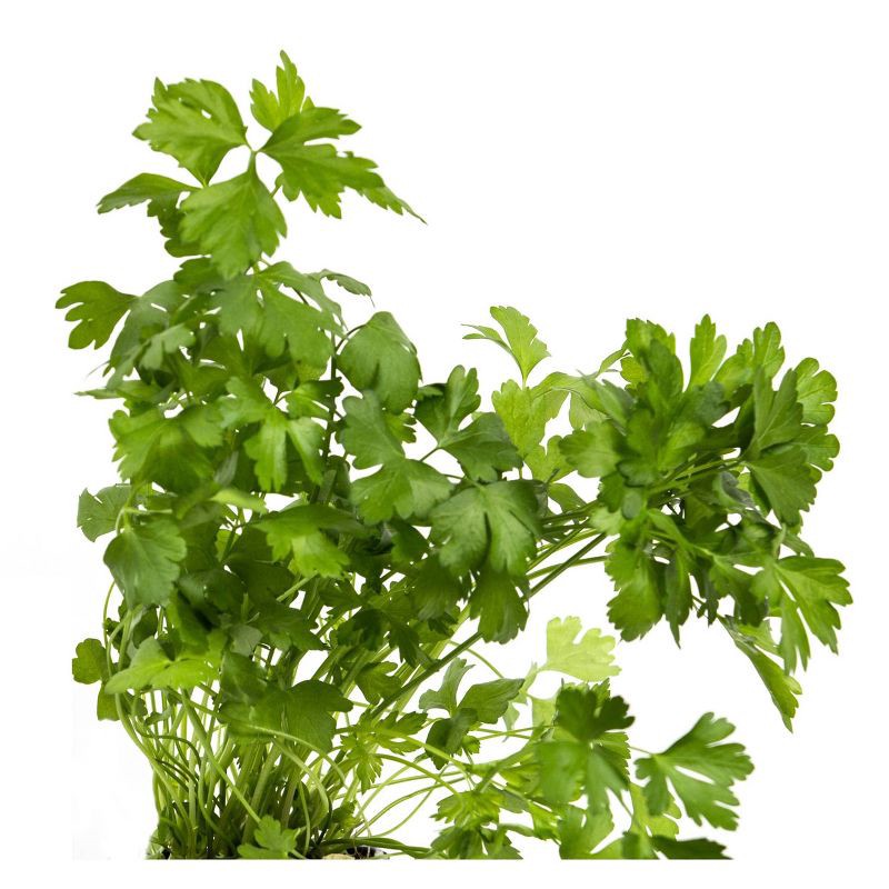 slide 2 of 5, Soli Organic Italian Parsley - 1oz, 1 oz