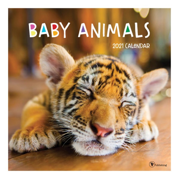 slide 1 of 1, TF Publishing Animals Monthly Wall Calendar, 12" X 12", Baby Animals, January To December 2021, 1 ct