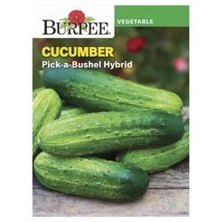 Burpee Picklebush Cucumber Seeds - Green