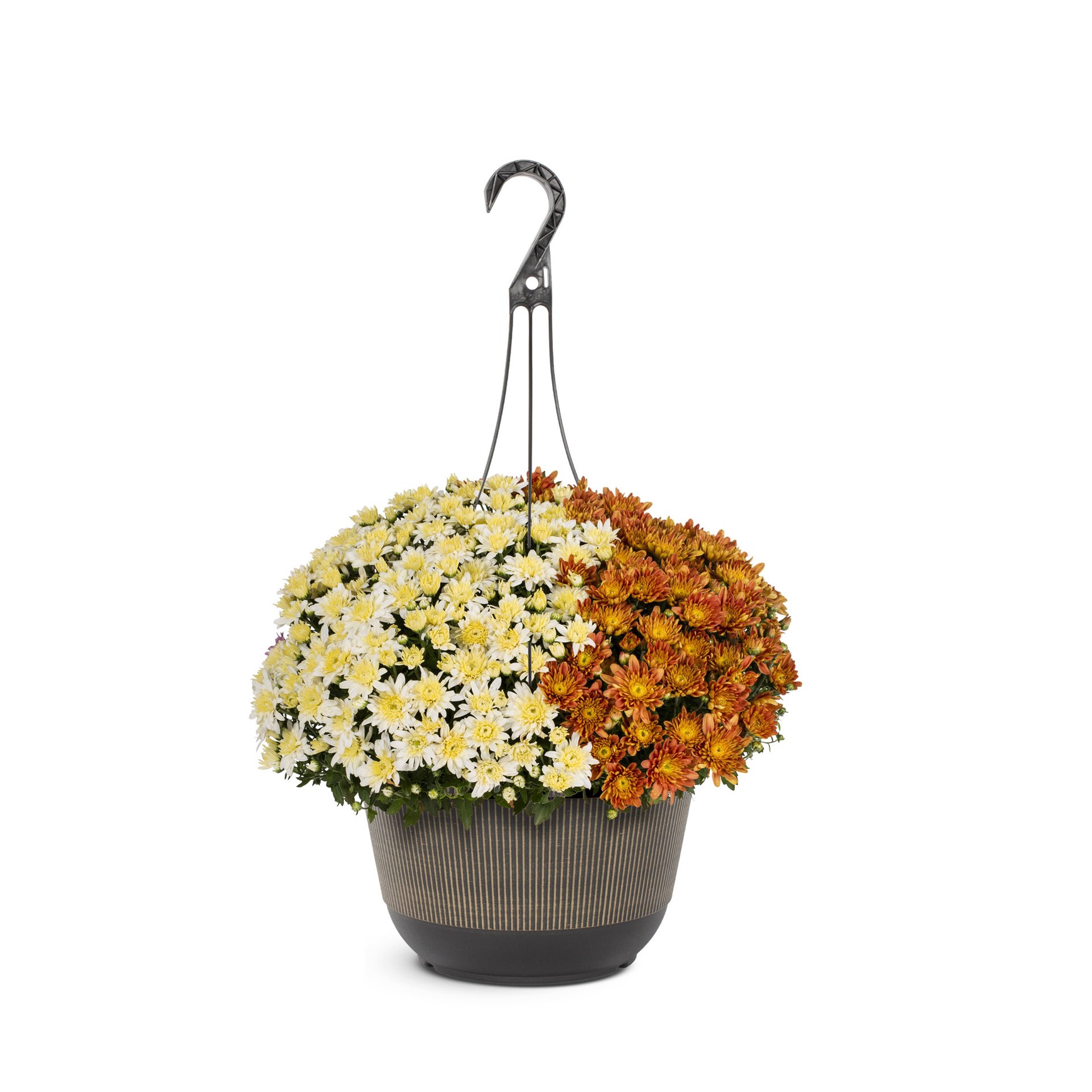 slide 1 of 6, 2 Gallon(s) Assorted colors Mums Hanging Basket 1 -Pack, 1 ct