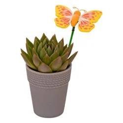 2.5 in Succulent in Ceramic