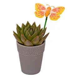 2.5 in Succulent in Ceramic