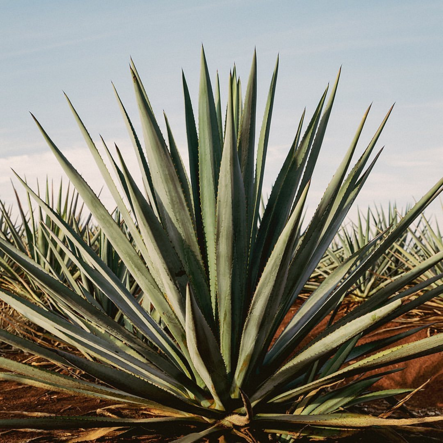 slide 7 of 8, Tequila Ocho Extra Añejo, 750 ml