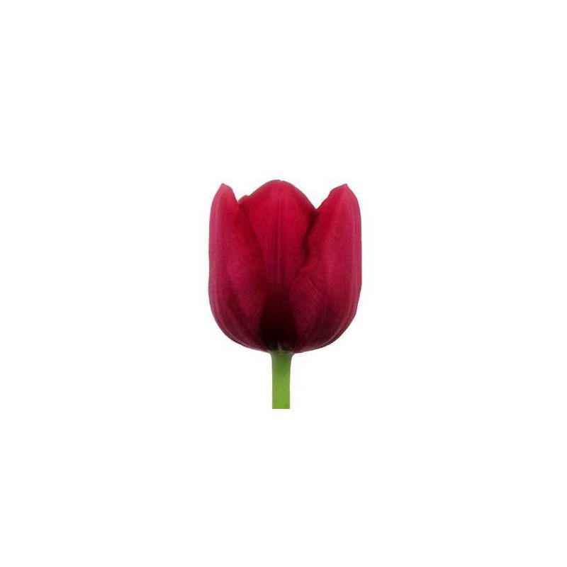 slide 3 of 5, Fresh Cut 10-stem Red Tulip Flowers - Spritz™, 1 ct