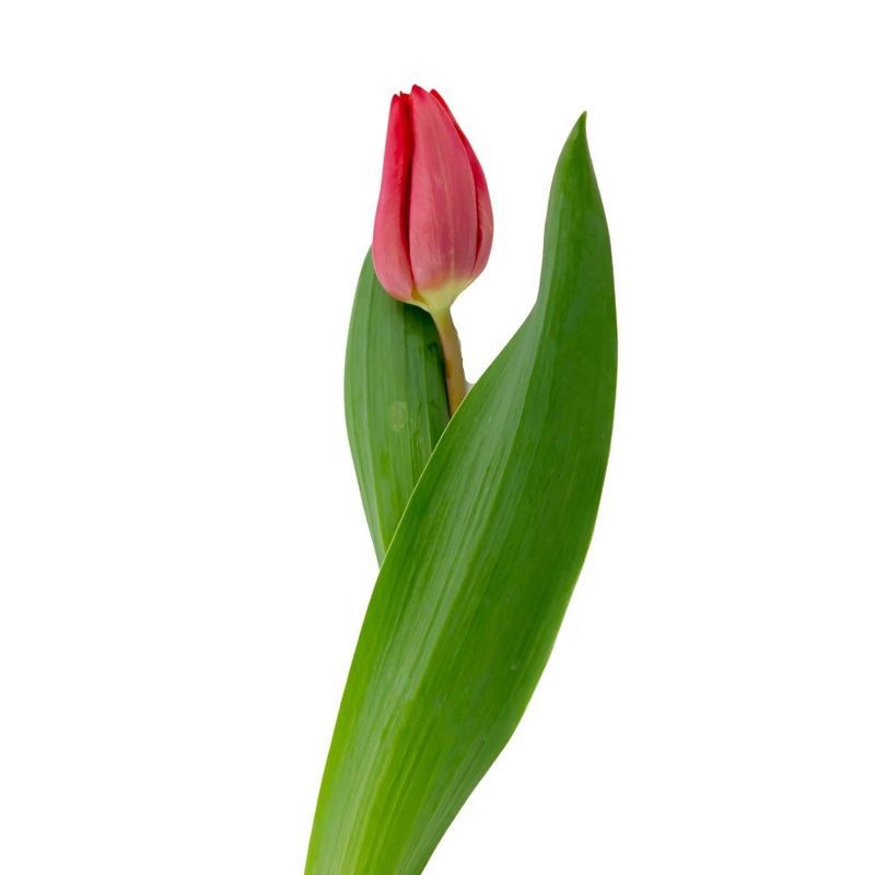 slide 4 of 5, Fresh Cut 10-stem Red Tulip Flowers - Spritz™, 1 ct