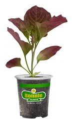 Bonnie Plants Red Cabbage