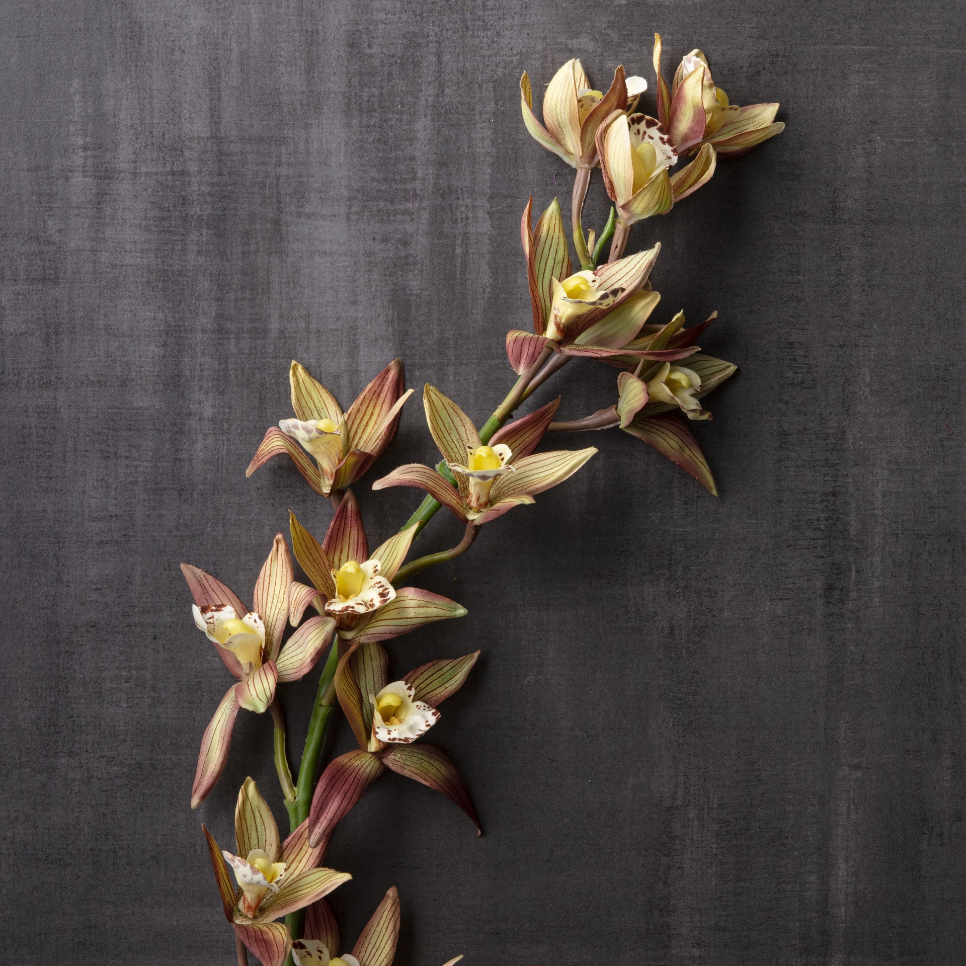 slide 3 of 3, Rust Red Boat Orchid Stem By Ashland, 36 in