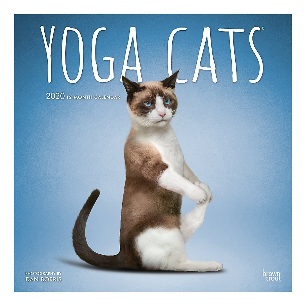slide 1 of 1, BrownTrout Monthly Wall Calendar, Yoga Cats, January To December 2020, 12'' X 12''