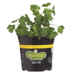 Bonnie Italian Flat Parsley Gallon