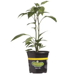 Bonnie Red Bell Pepper Gallon