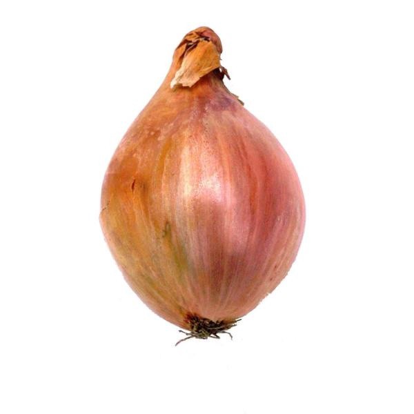 slide 1 of 1, Shallots, 1 ct