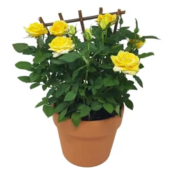 Mini Roses Bunch Pot