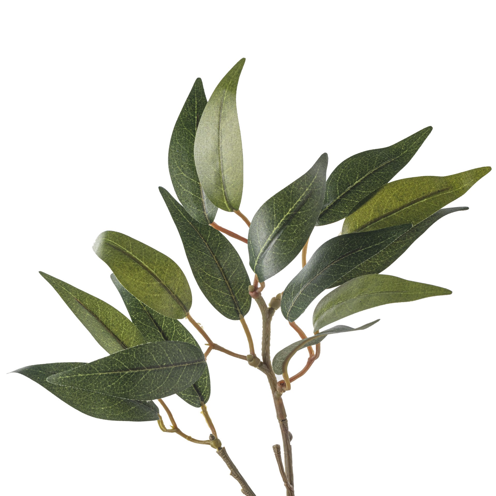 slide 2 of 3, Osmanthus Stem By Ashland, 34 in