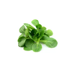 Fresh Mache Lettuce