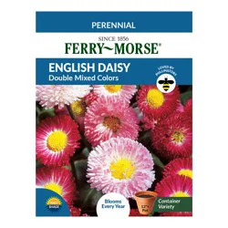 English Daisy - Double Mixed Colors