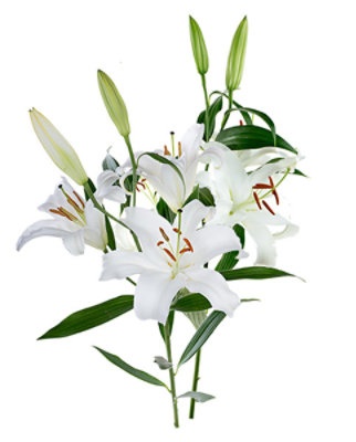 slide 1 of 1, Debi Lilly Design Oriental White Lily - 3 Stems, 3 stems