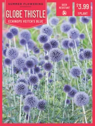Echinops Veitchs Blue 1 ct