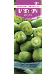 Hardy Kiwi Prolific 1 ct