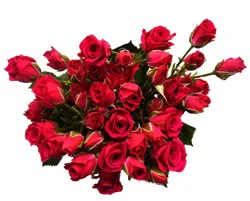 Bloom Haus Delight Hot Pink Rose Bouquet