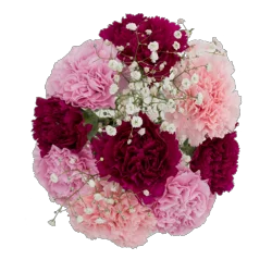 Carnation Designer Bunch, Florigene