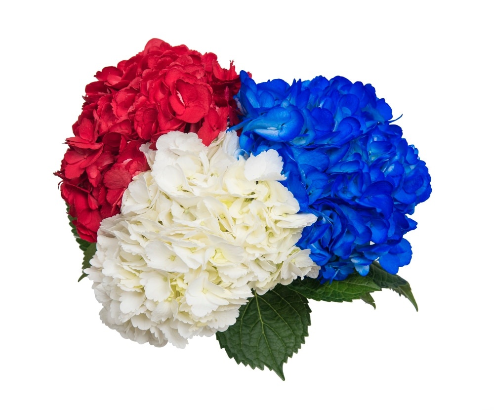 slide 1 of 1, Patriotic Hydrangea, 3 ct