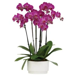 Orchid Planter - 7 inch