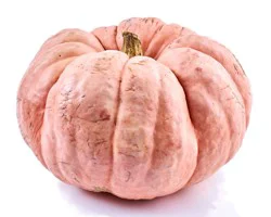 H-E-B Texas Roots Pink Pumpkin