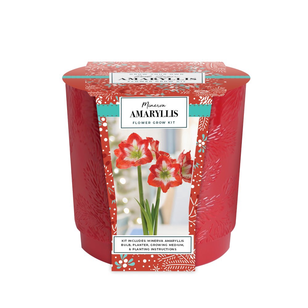 slide 1 of 1, Garden State Bulb Amaryllis Minerva Bulb Set, 1 ct, 1 ct