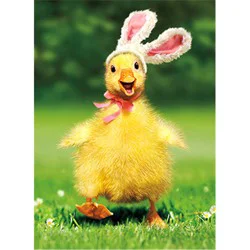 Avanti Easter Duckling Bunny Card