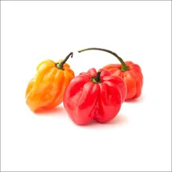 Main Plu Scale Jamaican Hot Peppers