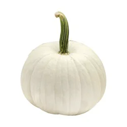 Blanco Pumpkins