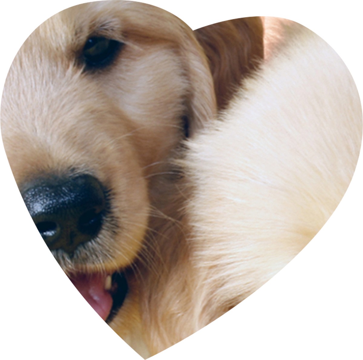 slide 6 of 7, RUSSELL STOVER Valentine's Day Puppy Heart Assorted Milk & Dark Chocolate Gift Box, 3.1 oz. (5 pieces), 1 ct