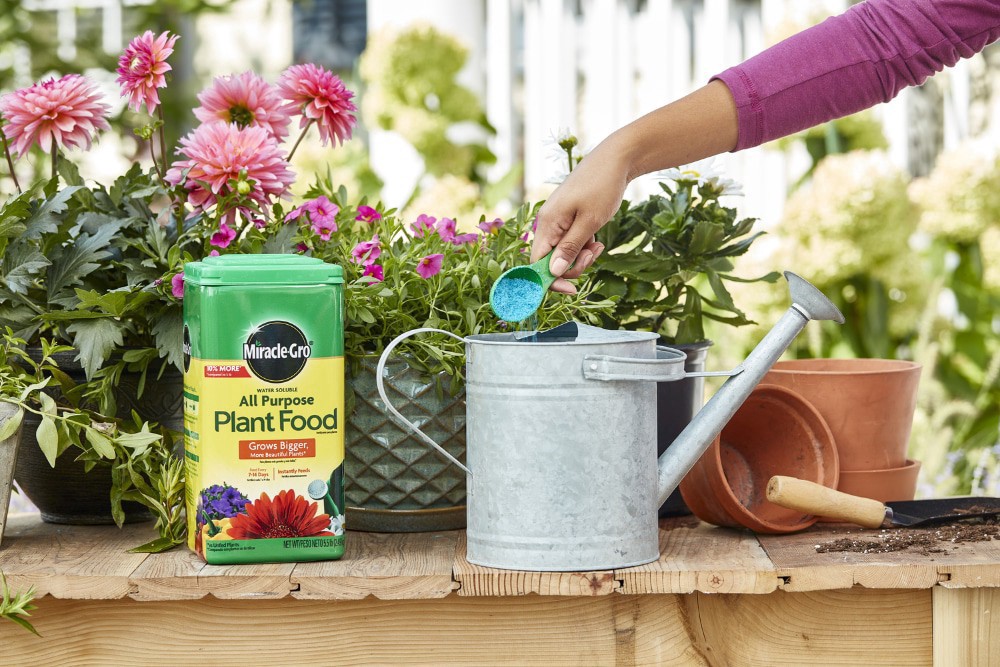 slide 3 of 6, Miracle-Gro Water Soluble All Purpose Plant Food, 5.5 lb