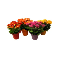 Ahold Indoor Floral Mix