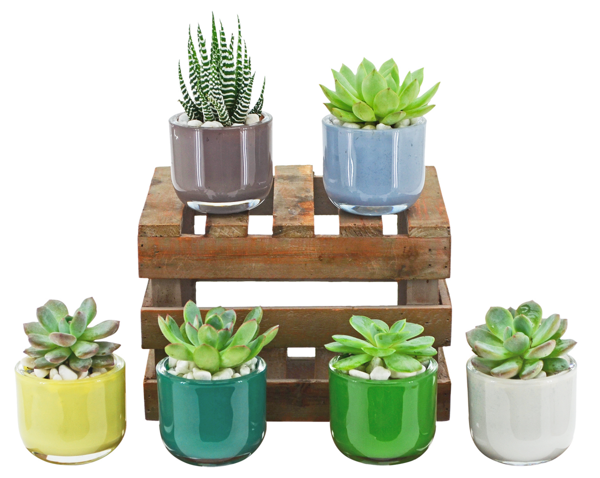 slide 1 of 1, 2.75" Horizon VI w/ Succulents, 2.75 in
