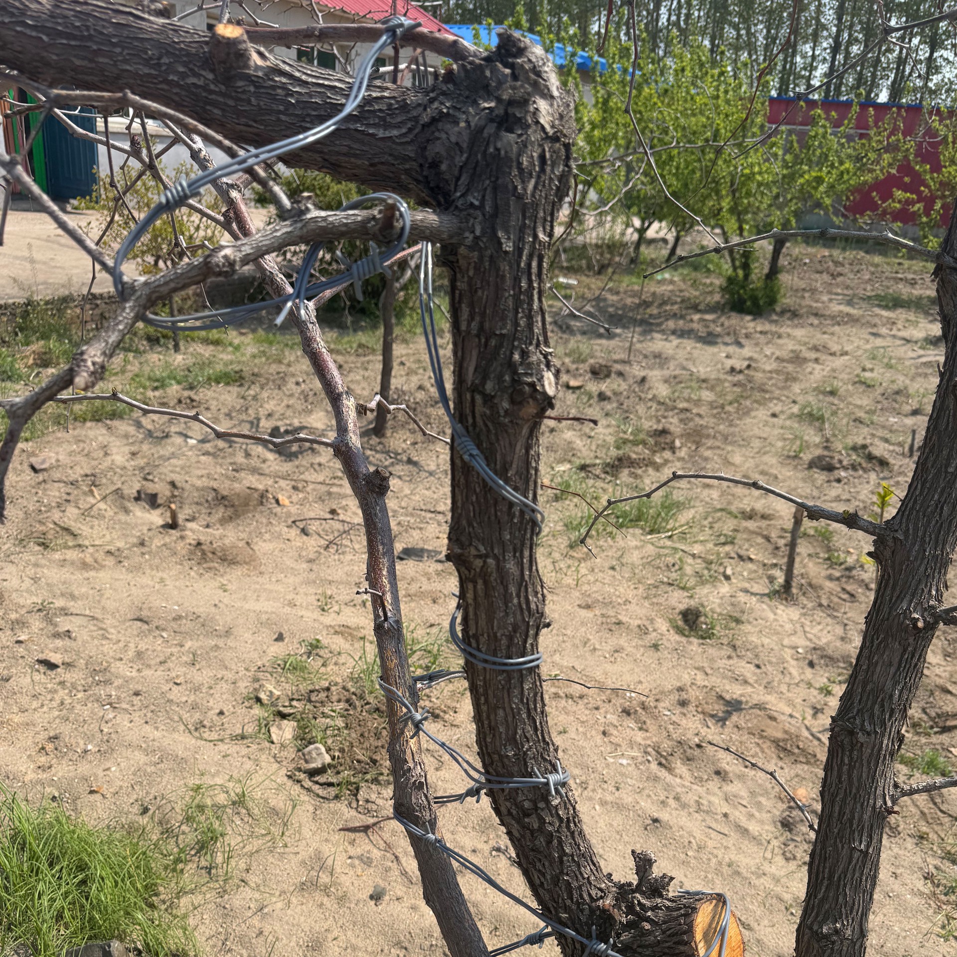 slide 4 of 5, 12ft. Black Plastic Barbed Wire By Ashland, 12 ft