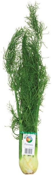 slide 1 of 1, Full Circle Market Organic Fennel Bundle, 1 ct