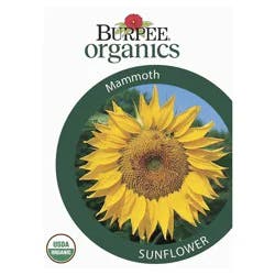 Burpee Mammoth Organic Sunflower Seeds